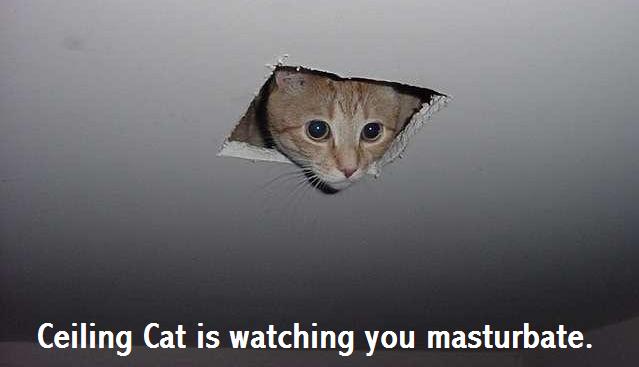 Ceiling cat